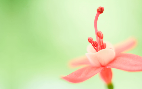 Windows 8.1高清壁纸