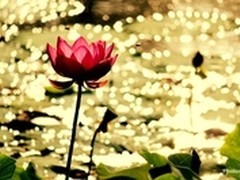 莲的诗意——向国画学习构图的意境