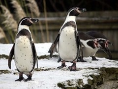 为企业选择最理想的Linux服务器系统