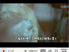 流浪猫猫咪喵星人双十一最虐心微电影