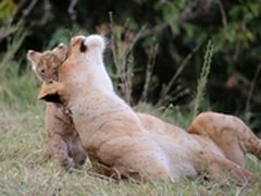 EOS-1D X行摄肯尼亚