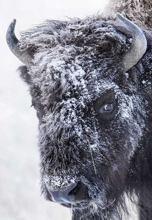 腾龙150-600mm f/5-6.3 VC USD镜头样张