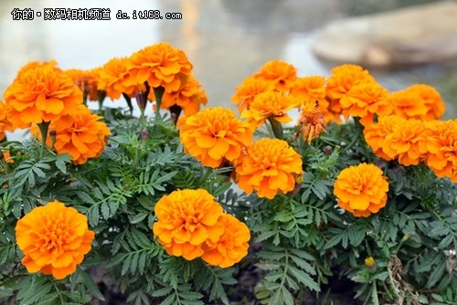 黑卡进行时 索尼RX100II记录清新友情