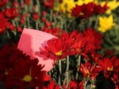 hoox新品圣诞节全网首发 25日盛情绽放