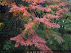 暴走大关西 索尼黑卡RX10日本轻盈之旅