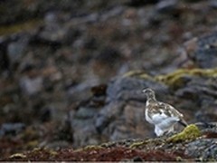EF超长焦镜头探索北极冰雪世界中的动物