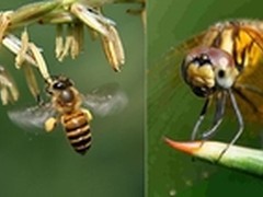 缩短最近对焦距离 微距拍摄利器近摄镜