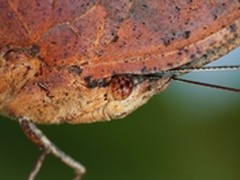 EF100mmf/2.8L ISUSM微距镜头 微之趣