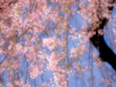 帮5买：又到群花烂漫时 哪里最好看