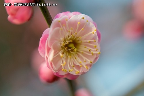 终极实战指南 穷人微距玩法之镜头倒接