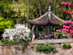 最美是那人间四月天 富士X-T1小试牛刀