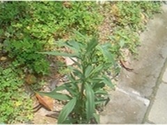 随手拍又有新玩法 天禄D500拍出立体照