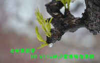 老树发新芽 HP V115W/P夏季特价促销