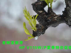 老树发新芽 HP V115W/P夏季特价促销