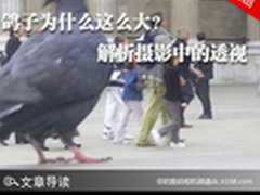 鸽子为什么这么大？ 解析摄影中的透视