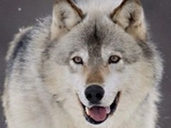 安全软件的小故事：从百度卫士说起