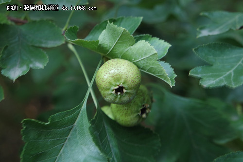 三星NX3000实拍样片