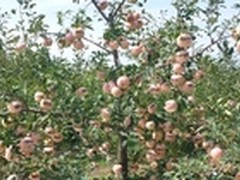 iPhone6来袭 广东电信晒不一样的苹果