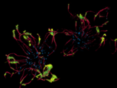 见“微”知“著” 共赏生命美丽