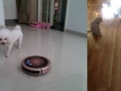 萌宠也投降 智能扫地机器人探索之旅