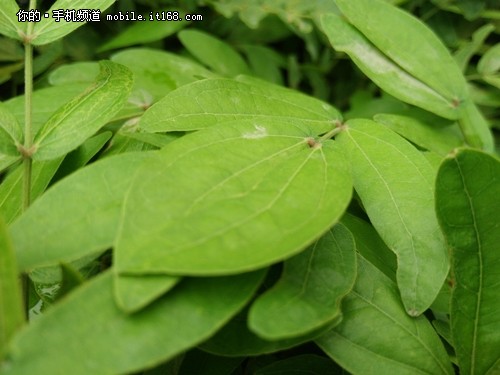 除硬件 让手机拍照更出色的PI 2.0+引擎