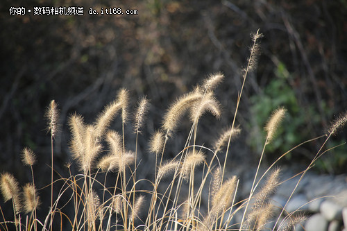 眩光、鬼影、焦外：有待加强