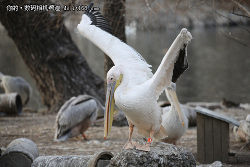 佳能EF 100-400mm L IS II USM实拍样张