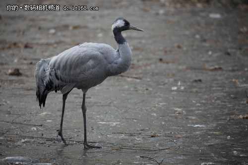 佳能EF 100-400mm L IS II USM实拍样张