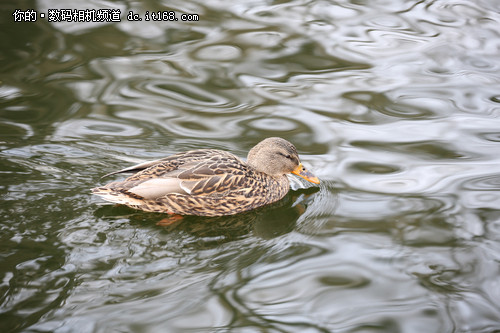 佳能EF 100-400mm L IS II USM实拍样张