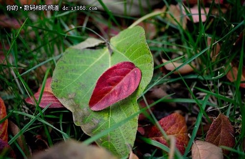 微距小品还是纪实人文 小文青们点这里