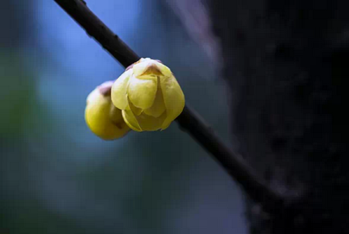 赏梅寻春，蜡梅怎么拍才好看