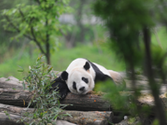 乐视超级手机能否重演超级电视颠覆传奇