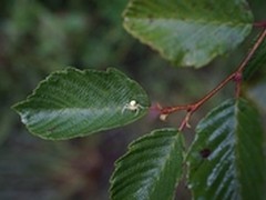 快门的种类有哪些？