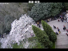 百度直播武大樱花季 在线赏花告别拥堵