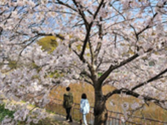 百度直播武大樱花季 社团主力齐助阵