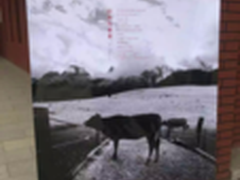 TCL亮相金犊奖，么么哒手机萌翻90后