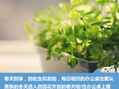 天天都是放春假 办公桌绿色植物推荐