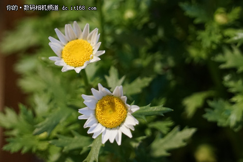 首只全幅天涯头 索尼24-240mm镜头评测