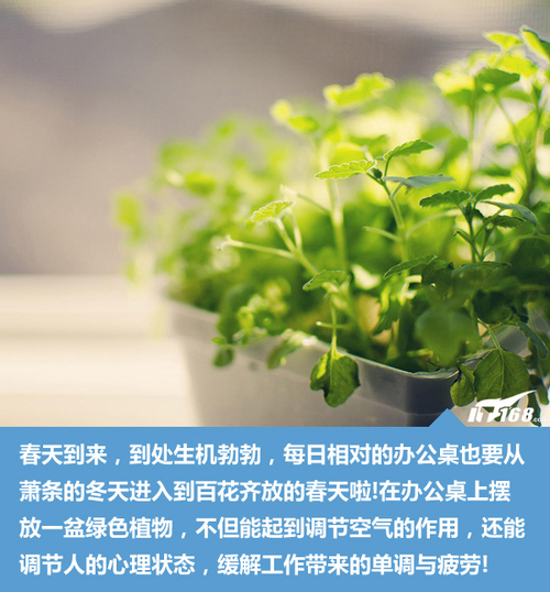 天天都是放春假 办公桌绿色植物推荐