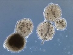 WFIRM科学家3D打印出能跳动的心脏细胞