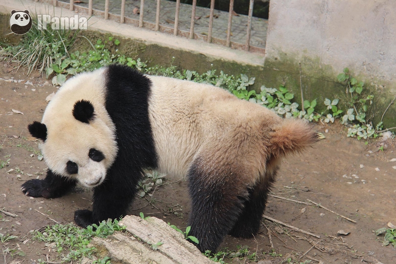 央视网熊猫频道全球首播大熊猫自然交配