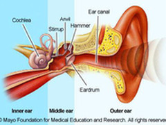 科学家使用3D打印技术制造耳膜支架