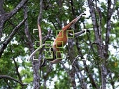 X-T1固件更新 推出更好的全新AF系统