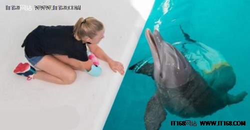 小女孩、她爱的海豚和3D打印假肢的故事