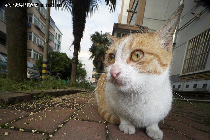 长庚发布首款超广微距 老蛙15mm f  4