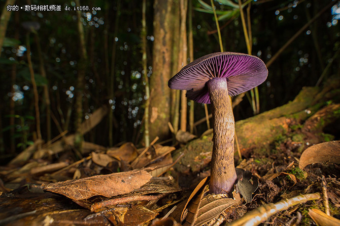 长庚发布首款超广微距 老蛙15mm f  4