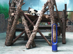 戴森为成都大熊猫繁育研究基地提供支持