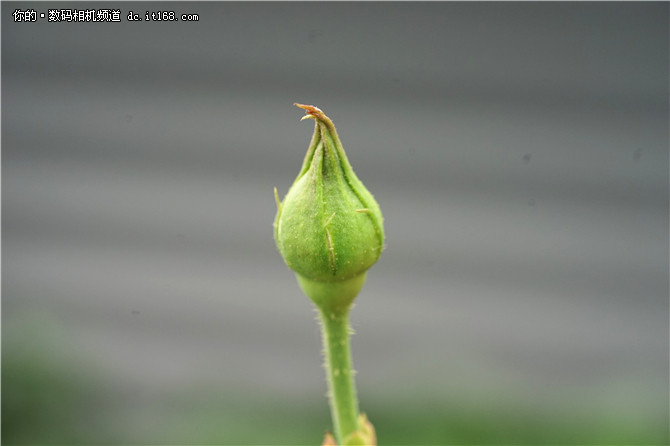 索尼90mm F2.8实拍样张