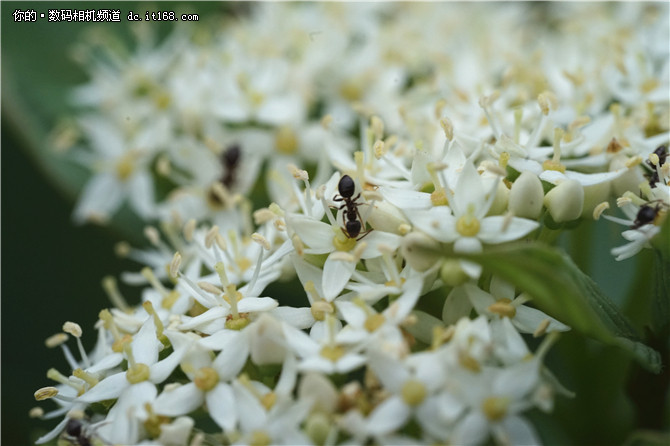 索尼90mm F2.8实拍样张