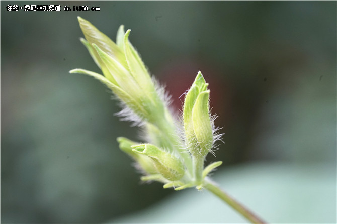 索尼90mm F2.8实拍样张